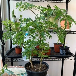 House plant, Ming Araila